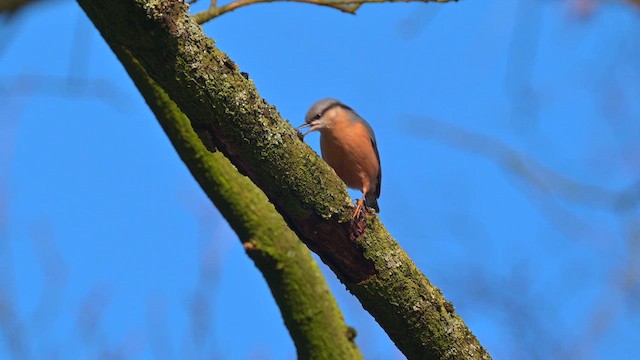 Eurasian Nuthatch - ML623293155