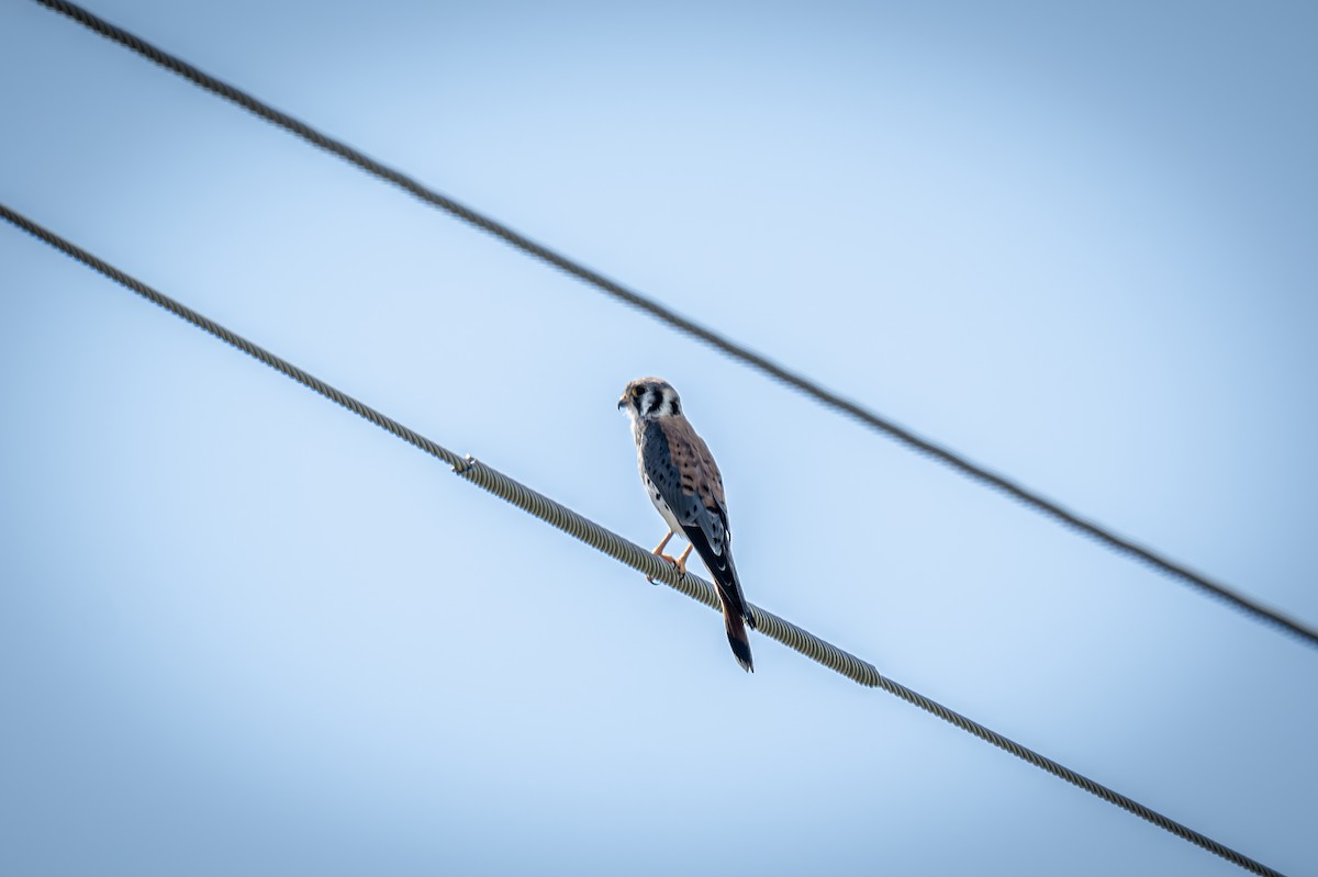 American Kestrel - ML623293178