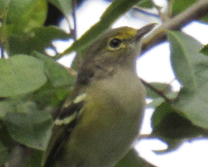 White-eyed Vireo - ML623293217