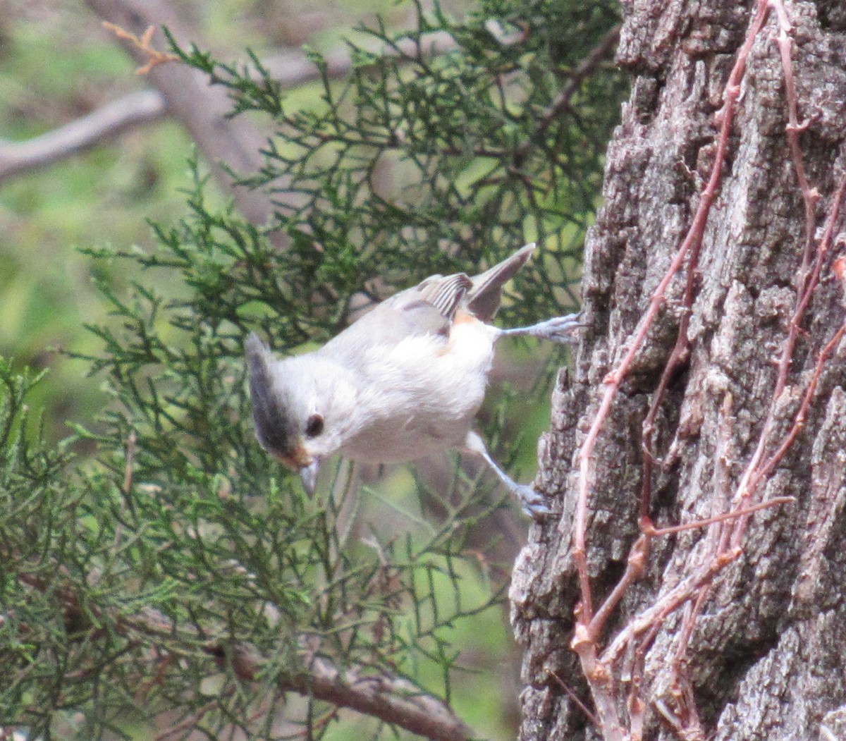 Black-crested Titmouse - ML623293223