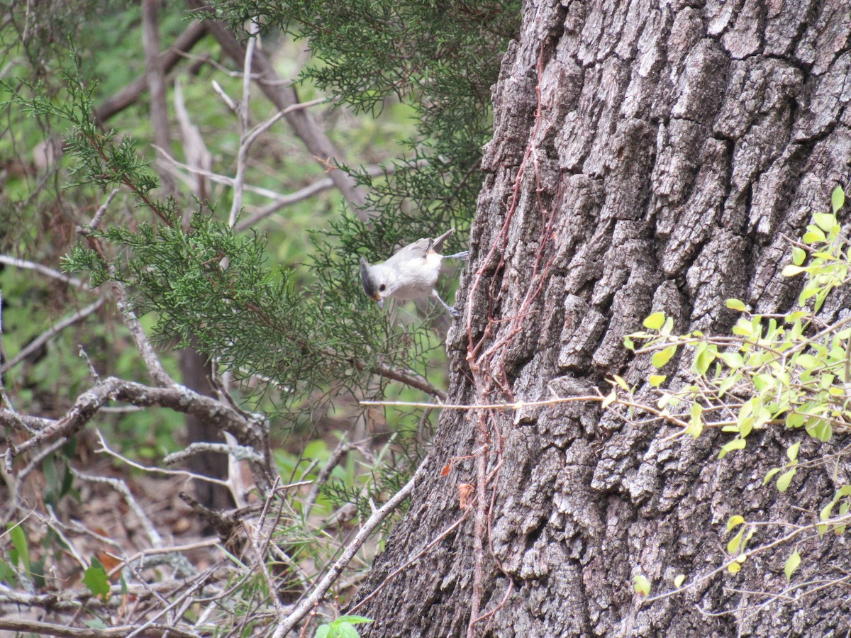 Black-crested Titmouse - ML623293224