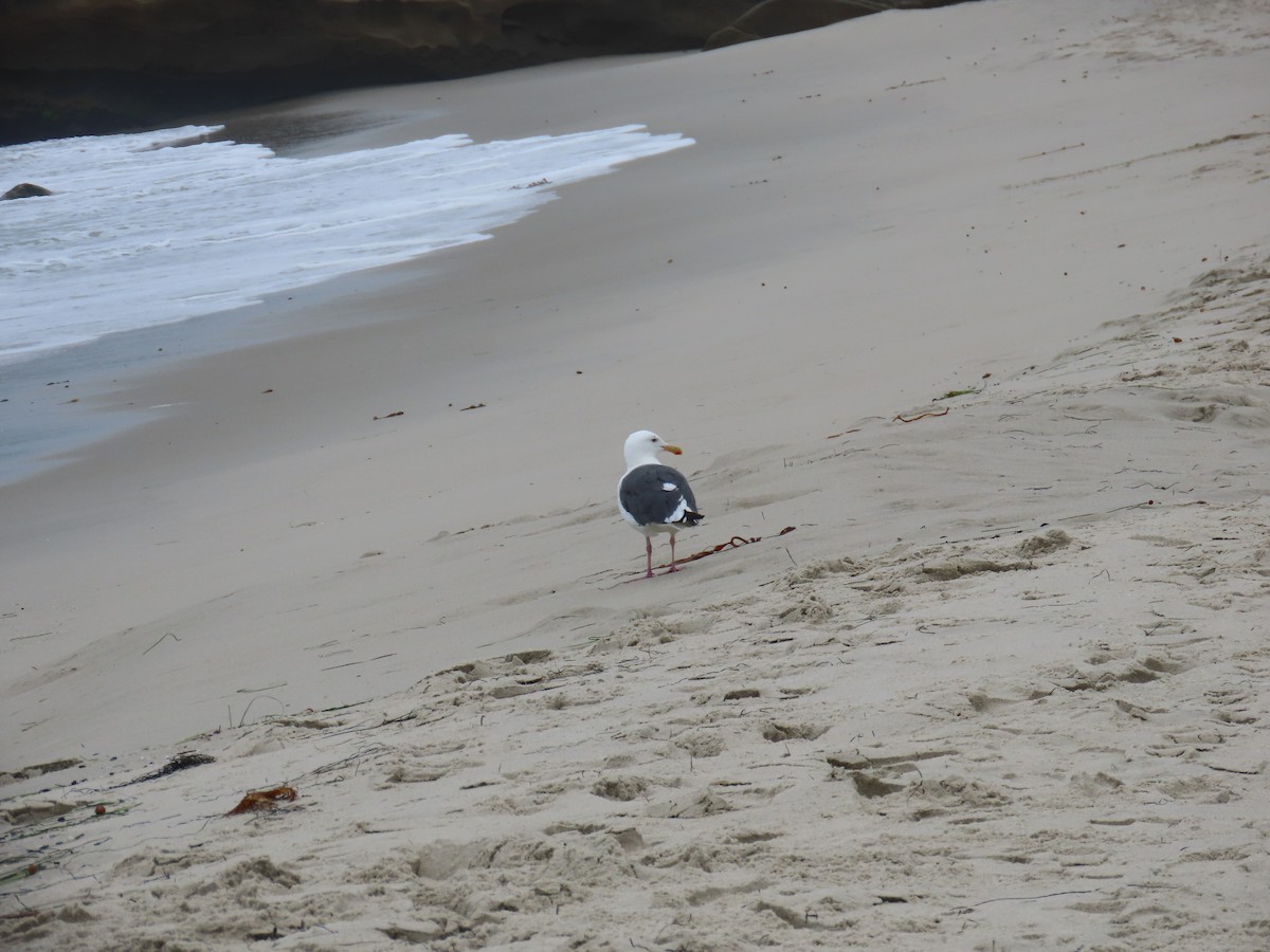 Western Gull - ML623293238