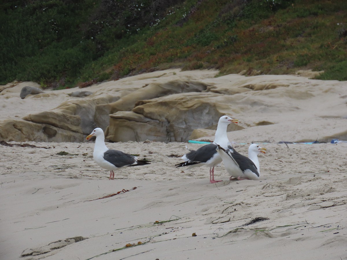 Western Gull - Laura Hasty