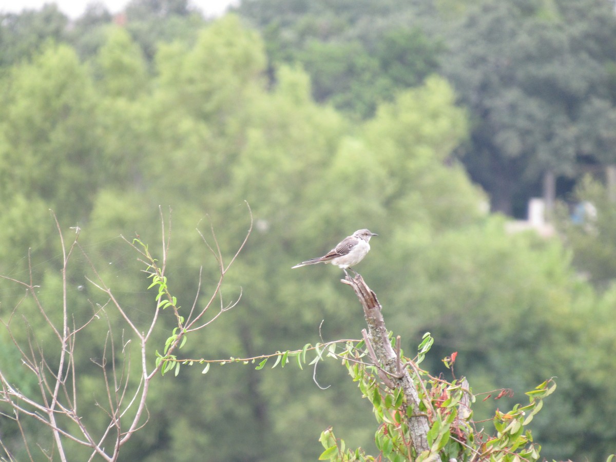 Northern Mockingbird - ML623293283