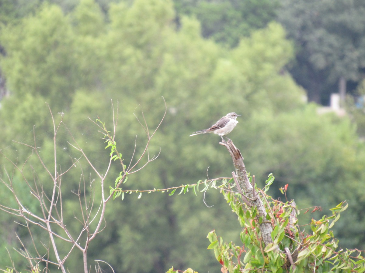 Northern Mockingbird - ML623293288