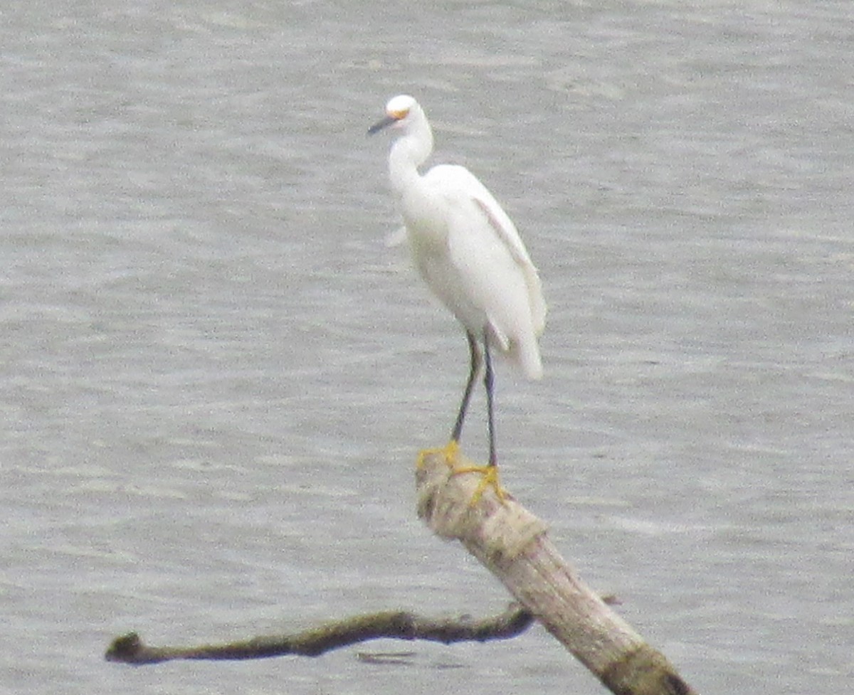 Snowy Egret - ML623293293