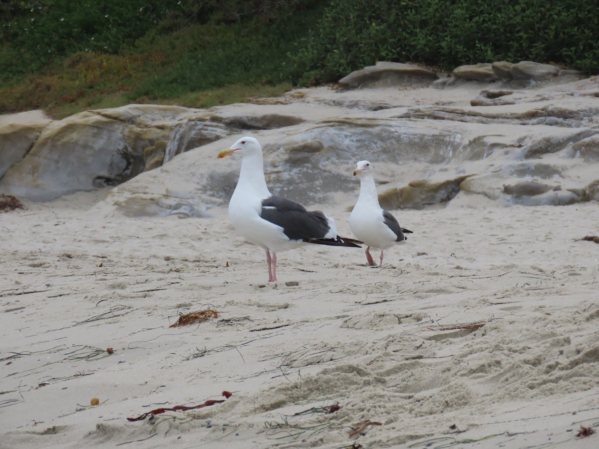 Western Gull - ML623293298