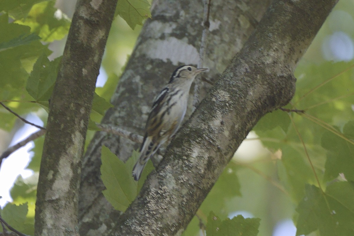 Black-and-white Warbler - ML623293376