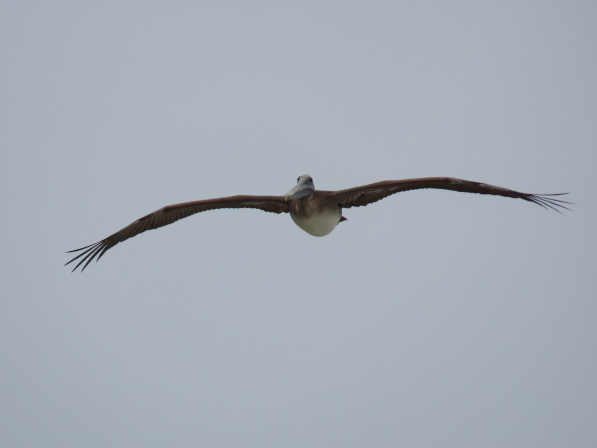 Brown Pelican - ML623293381