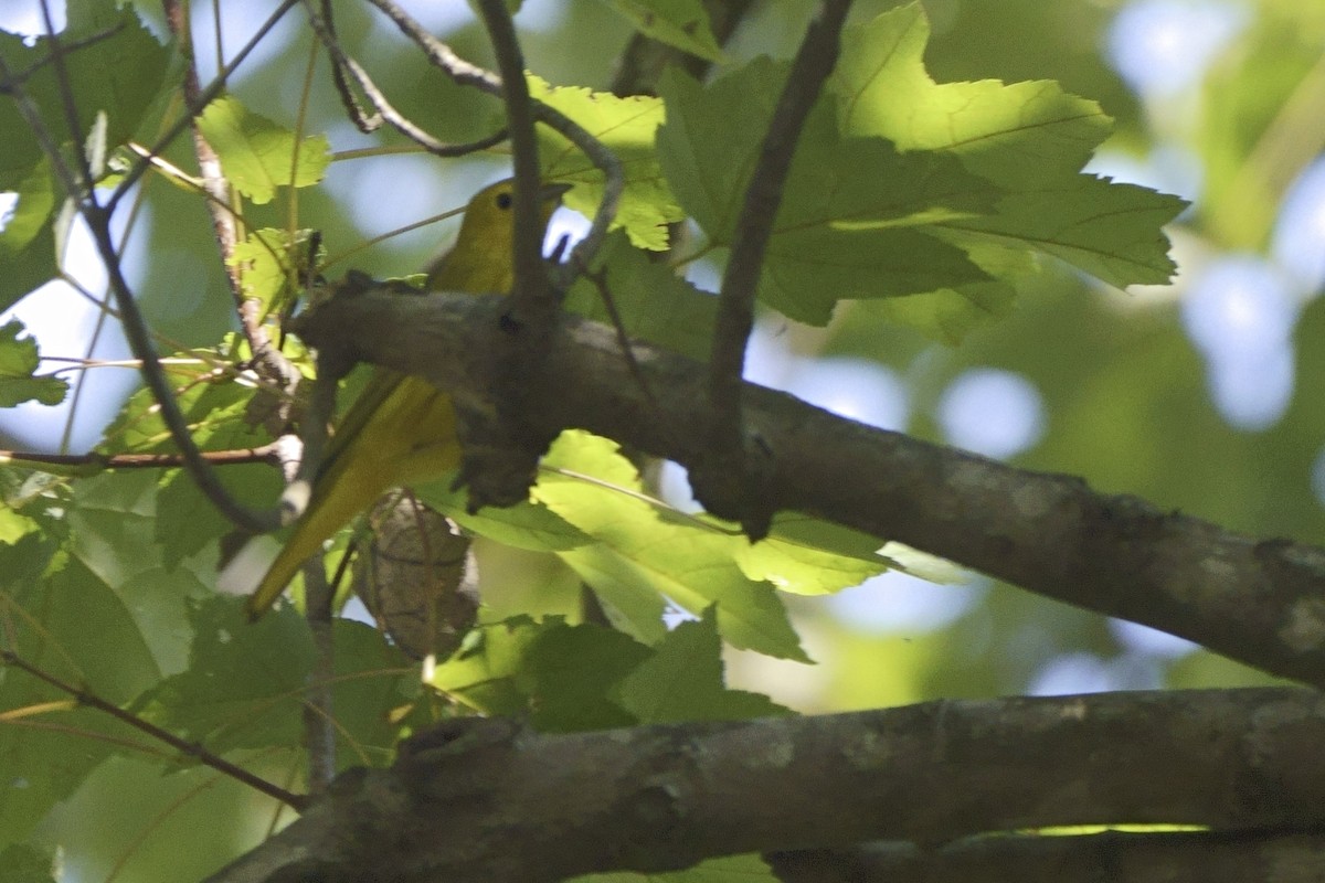 Yellow Warbler - ML623293382