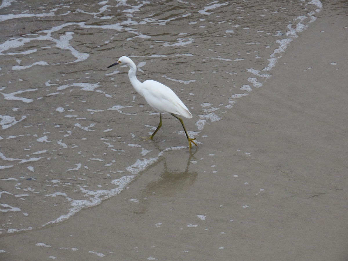 Snowy Egret - ML623293416