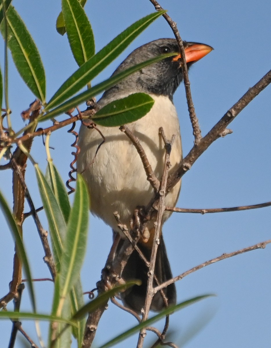 Black-throated Saltator - ML623293499