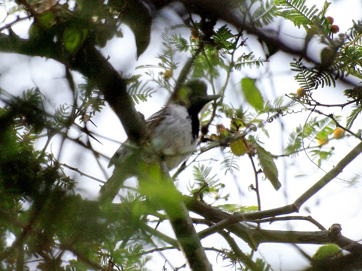 Collared Antshrike (Collared) - ML623293516