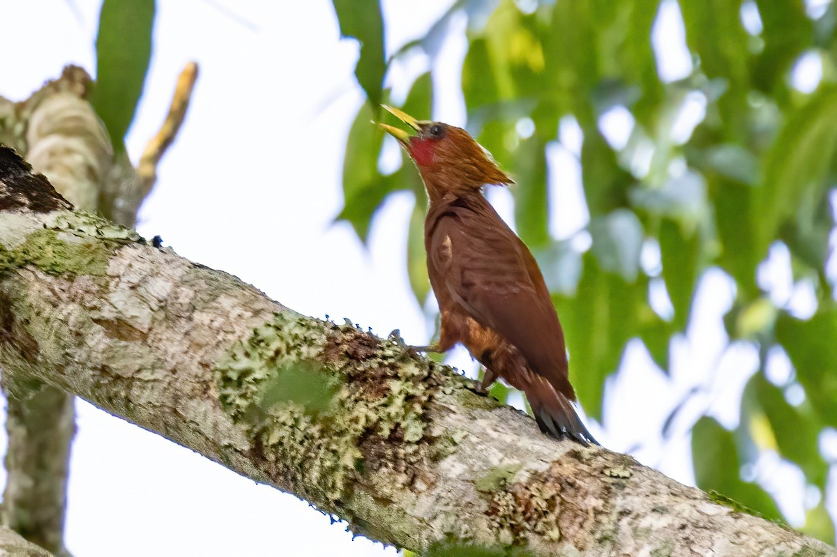 Chestnut-colored Woodpecker - ML623293682