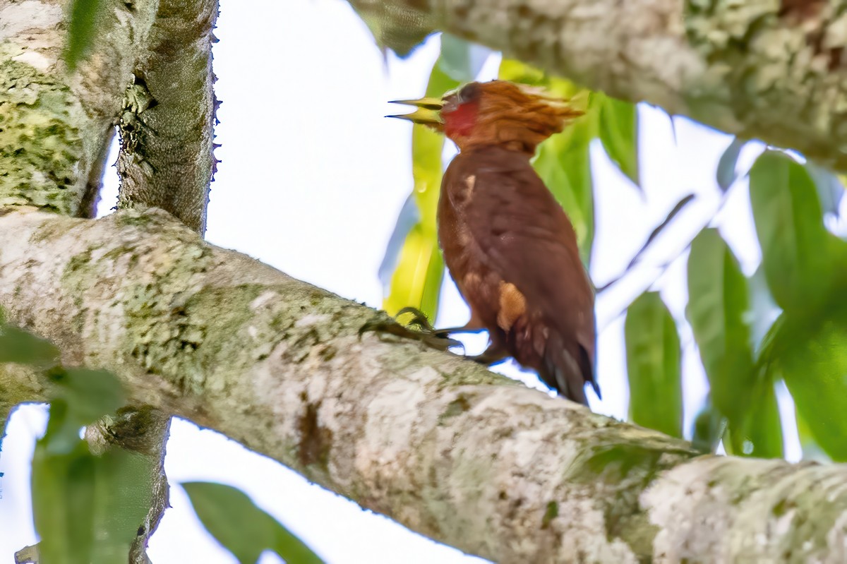 Chestnut-colored Woodpecker - ML623293684