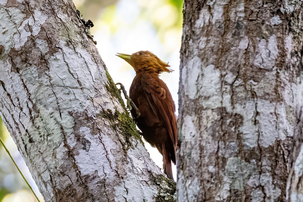 Chestnut-colored Woodpecker - ML623293689