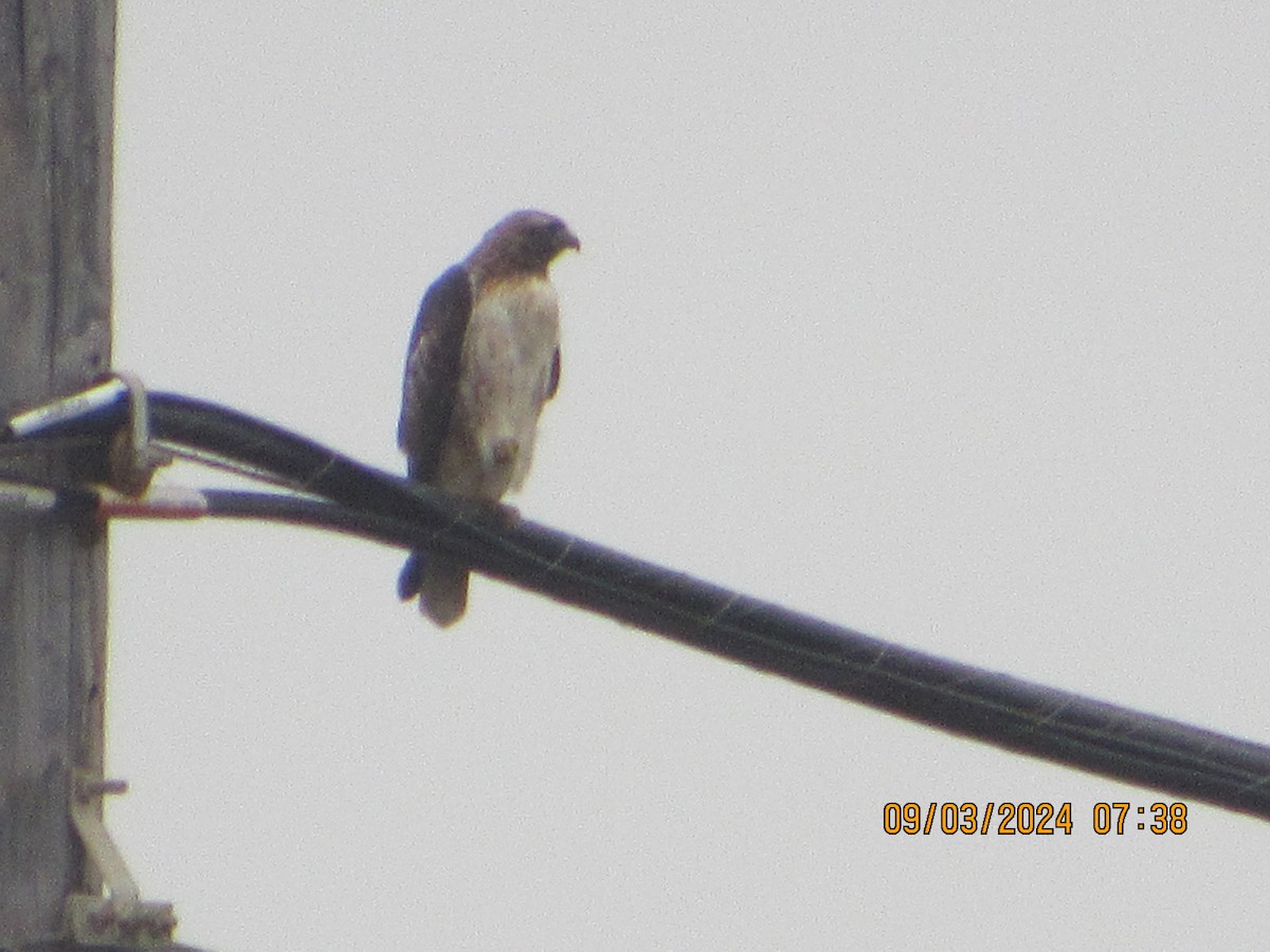 Red-tailed Hawk - ML623293693