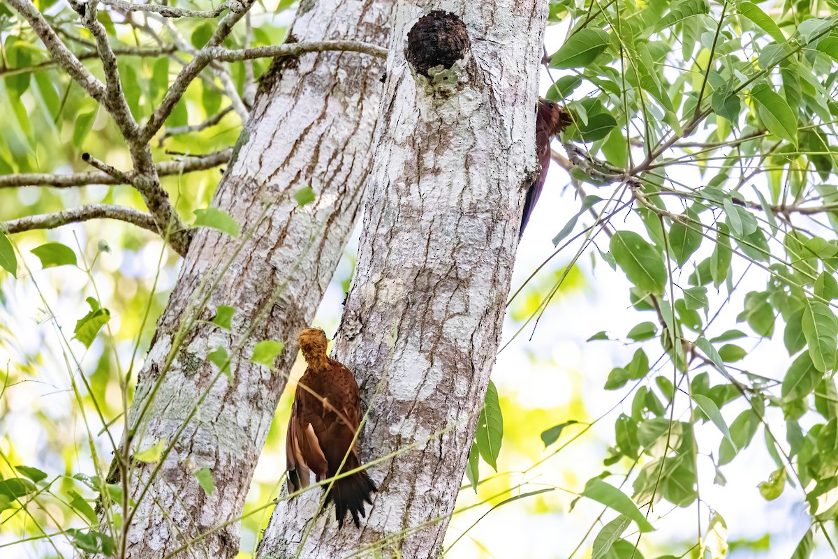 Chestnut-colored Woodpecker - ML623293697