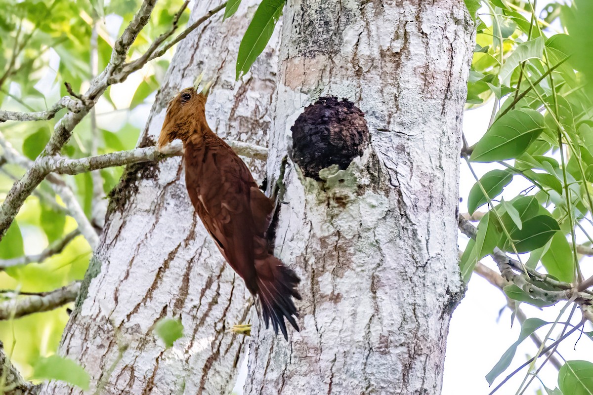 Chestnut-colored Woodpecker - ML623293699