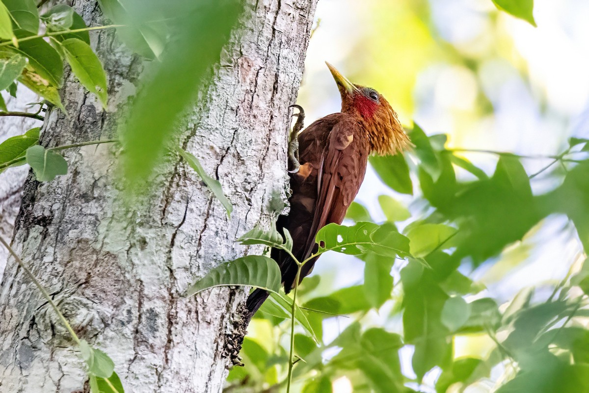 Chestnut-colored Woodpecker - ML623293706