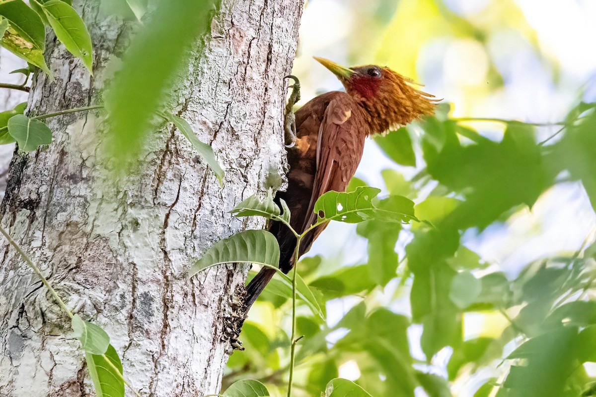 Chestnut-colored Woodpecker - ML623293708