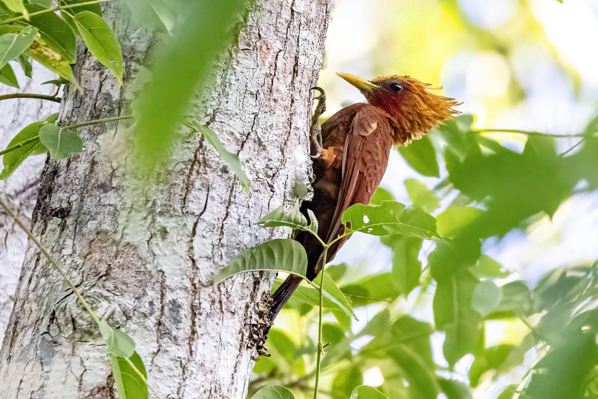 Chestnut-colored Woodpecker - Sandy & Bob Sipe