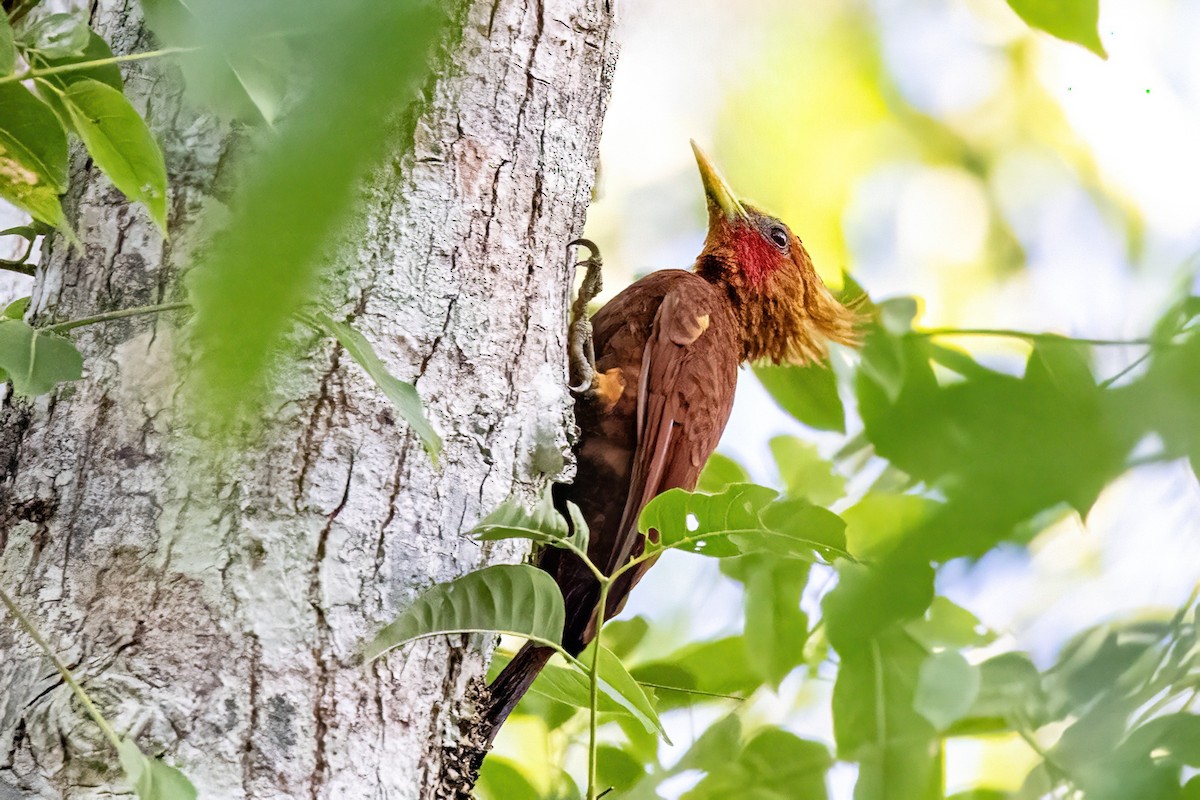 Chestnut-colored Woodpecker - ML623293715