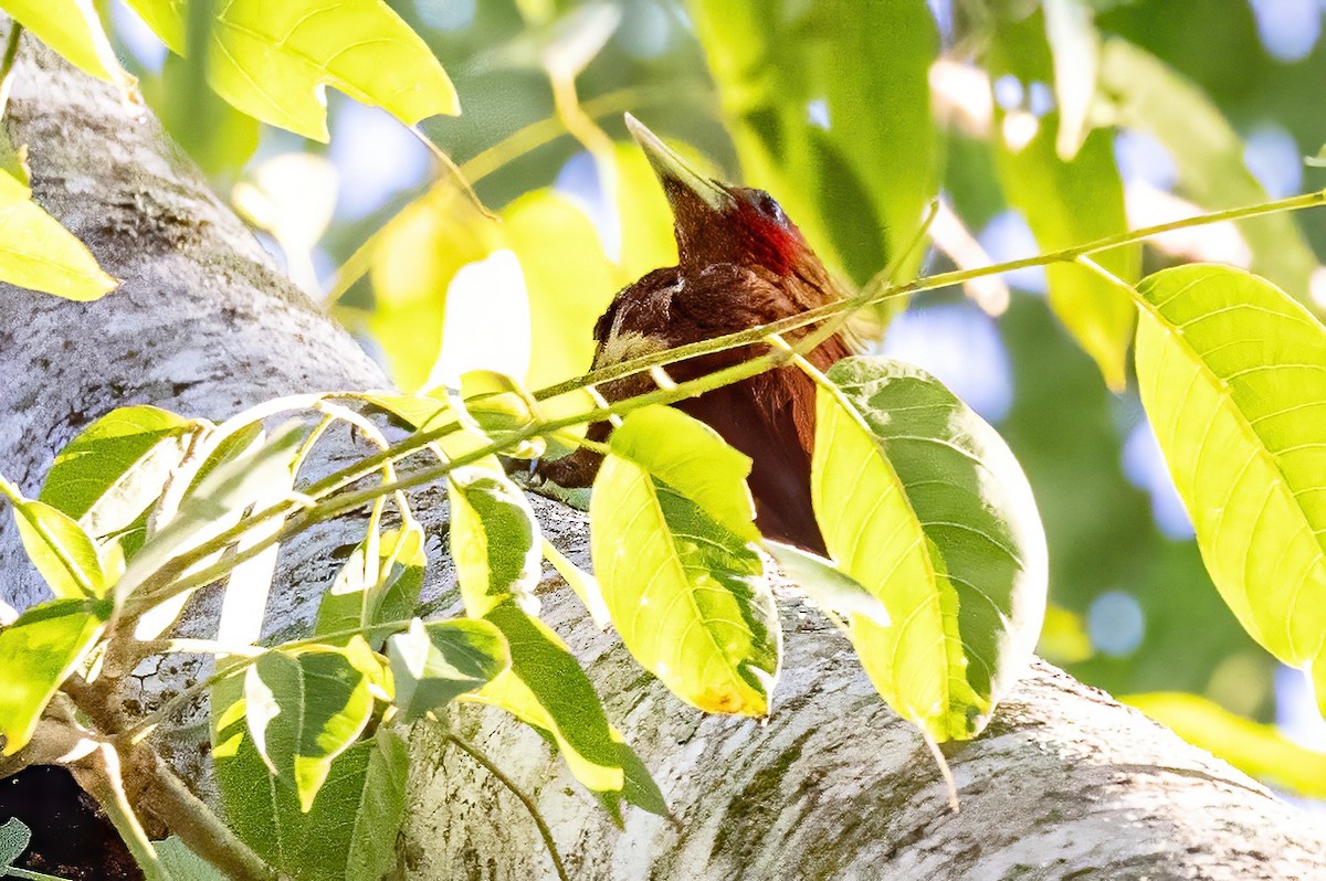 Chestnut-colored Woodpecker - ML623293727