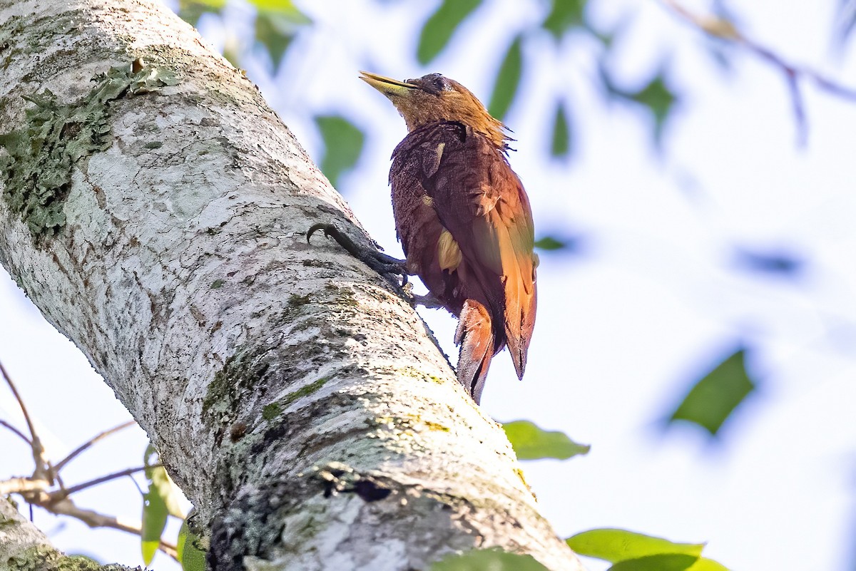 Chestnut-colored Woodpecker - ML623293736