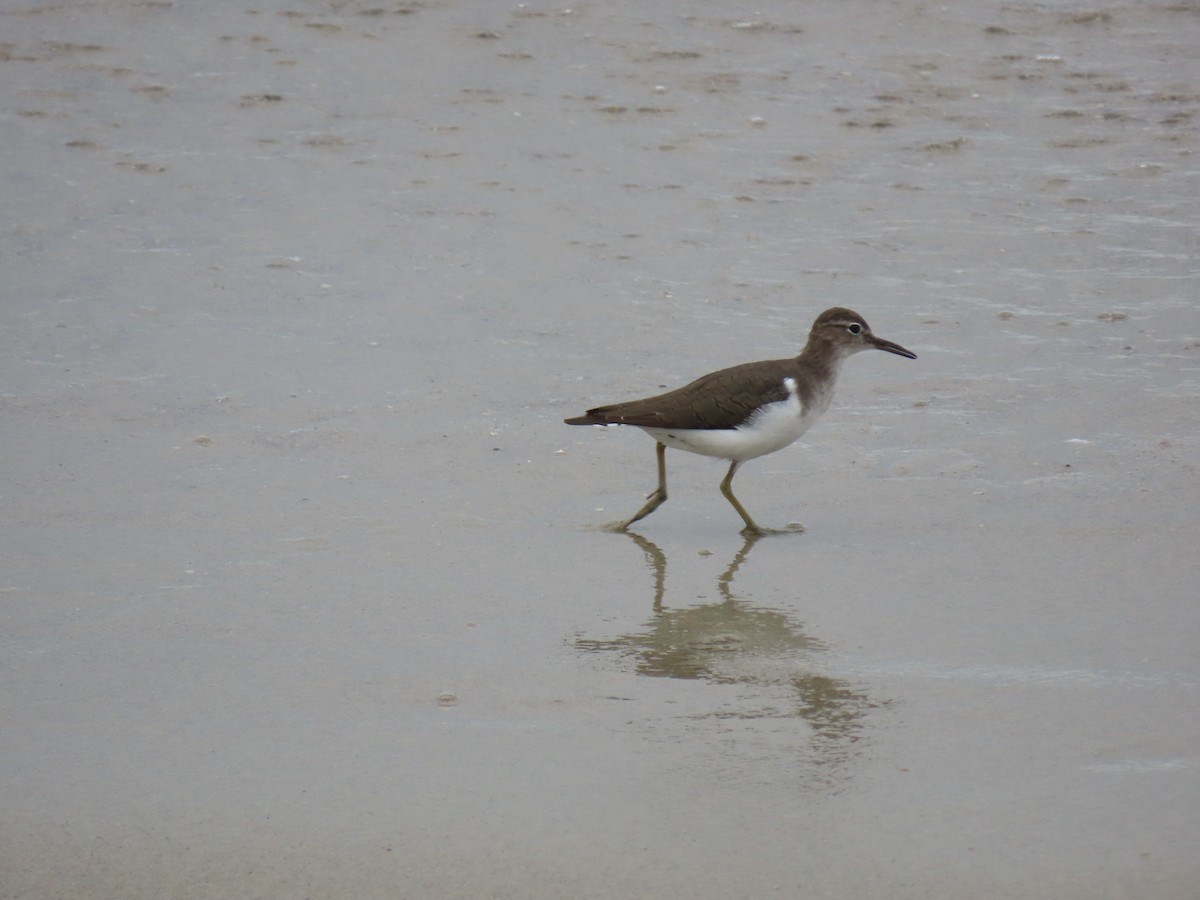 Spotted Sandpiper - Laura Hasty