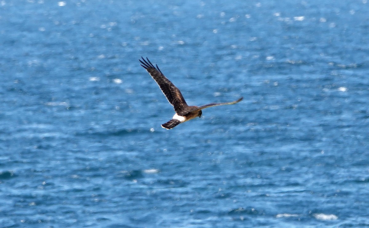 Northern Harrier - ML623293961