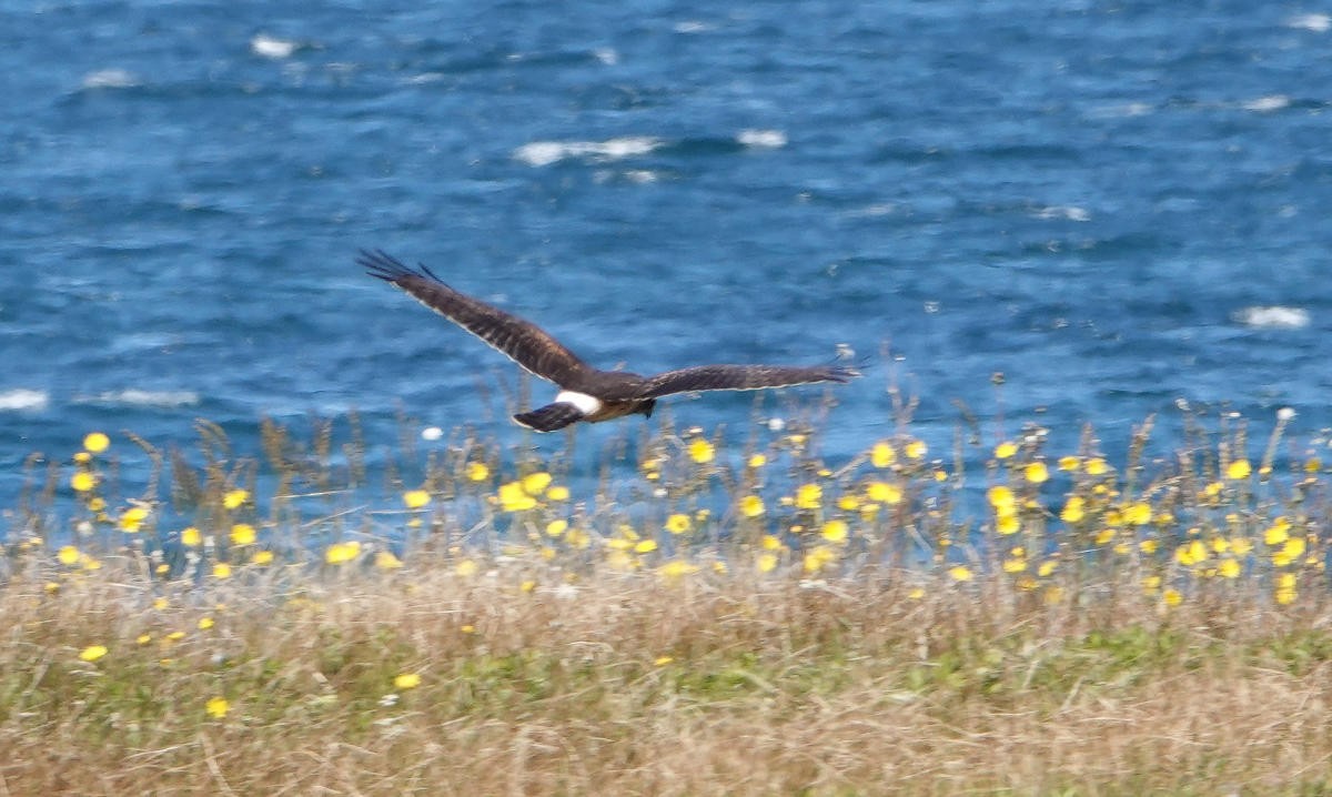 Northern Harrier - ML623293962