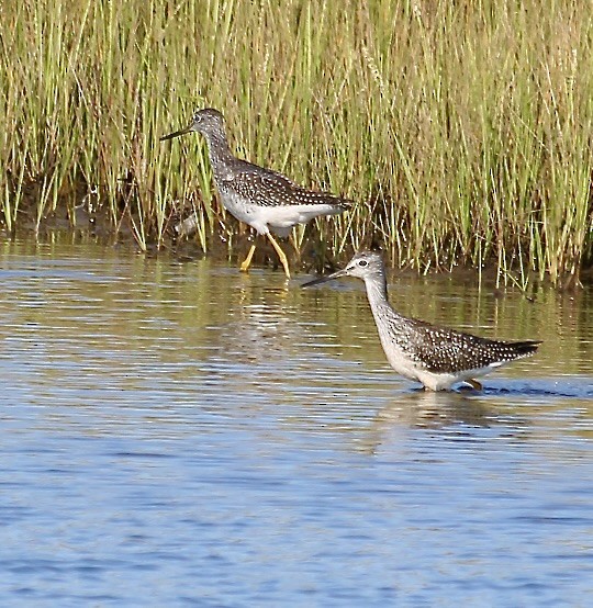 Greater Yellowlegs - ML623293965