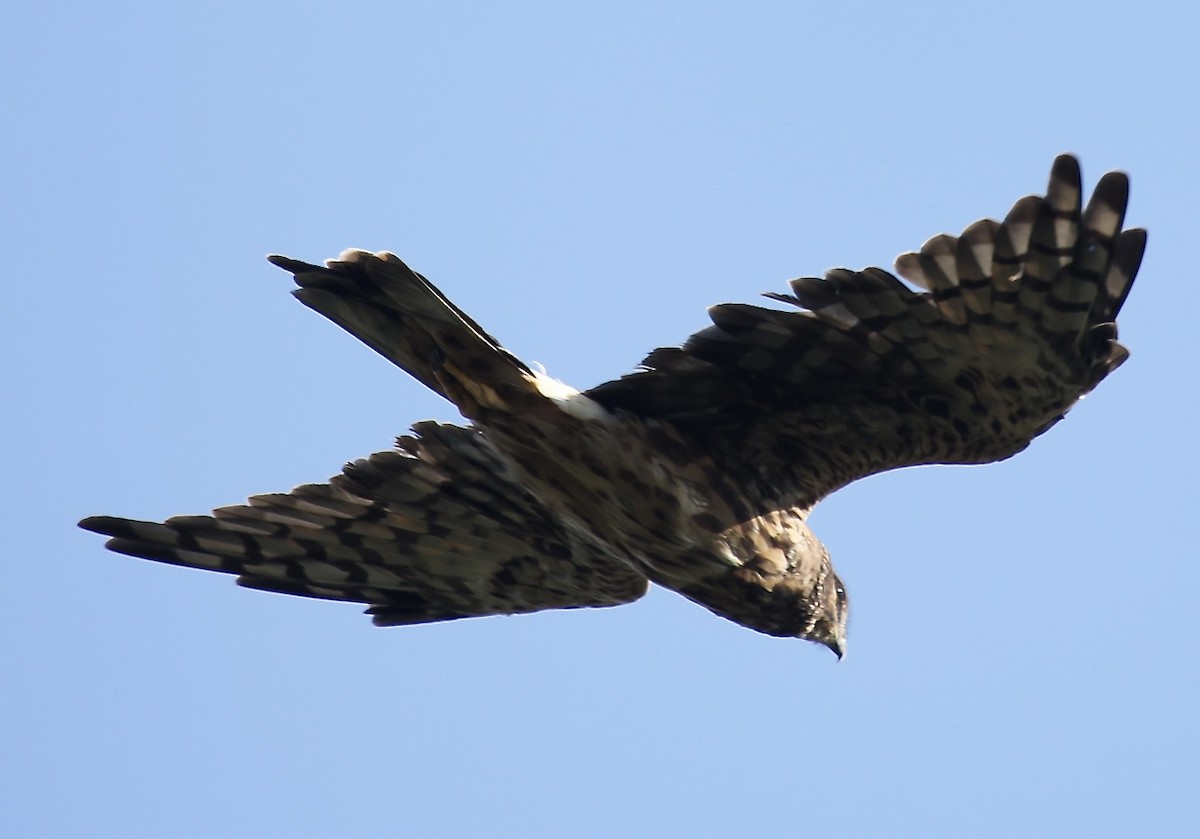 Northern Harrier - ML623294023