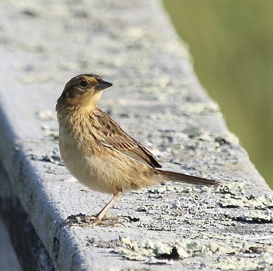 Saltmarsh Sparrow - ML623294067