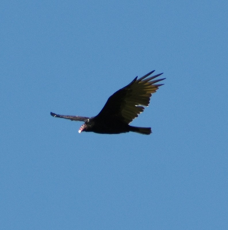 Turkey Vulture - ML623294081