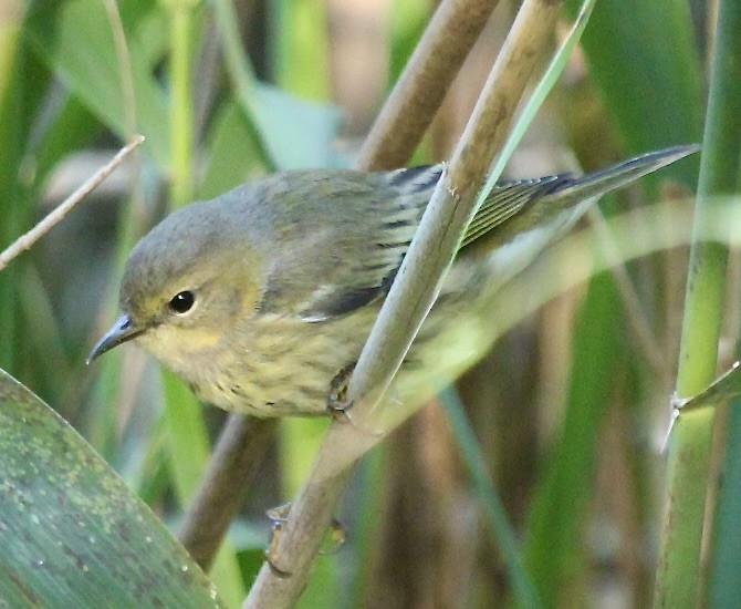 Cape May Warbler - ML623294088