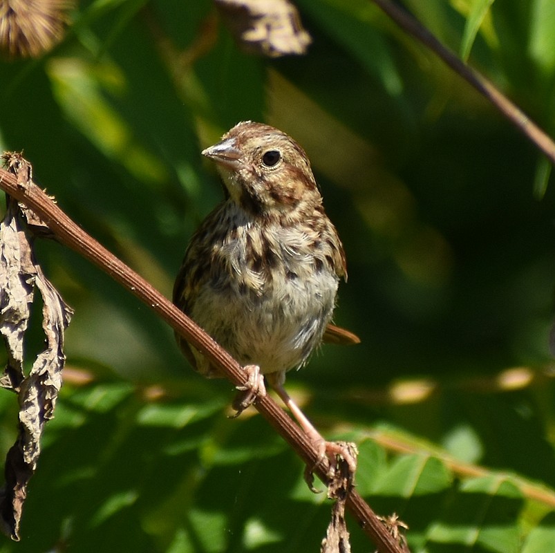 Song Sparrow - ML623294100