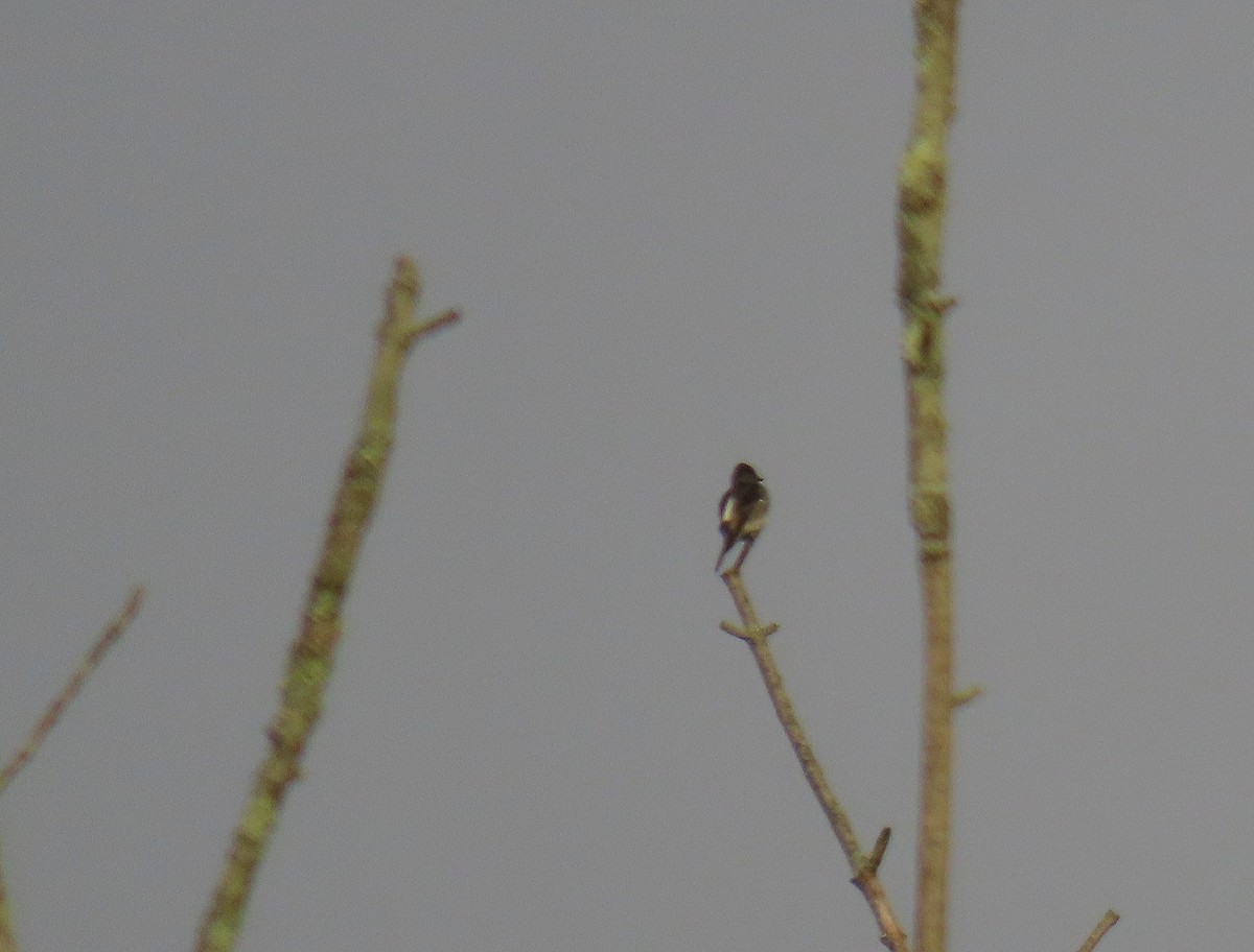 Olive-sided Flycatcher - ML623294103