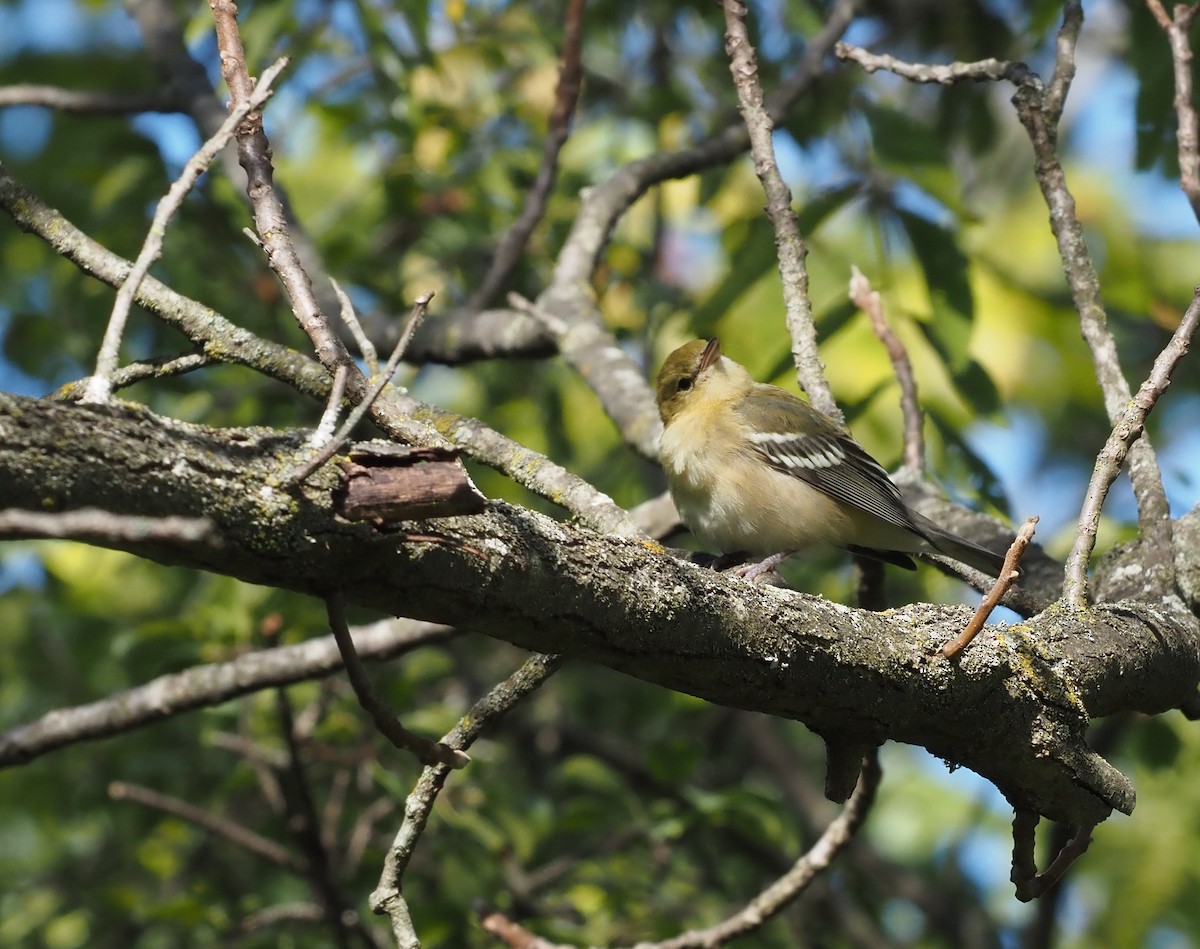 Bay-breasted Warbler - ML623294128