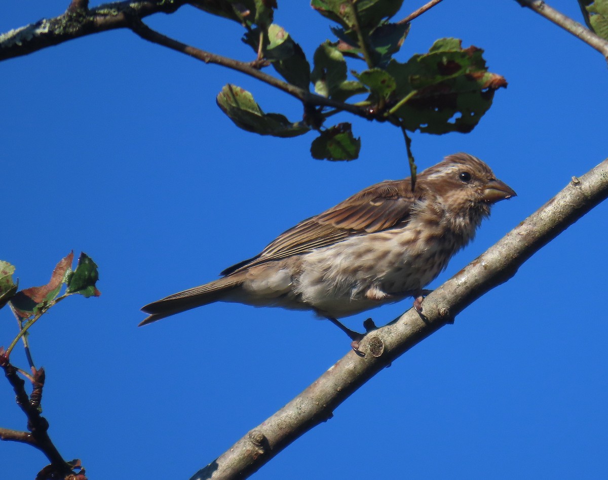 Purple Finch - ML623294130