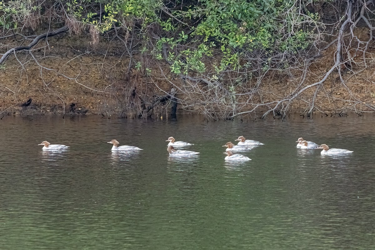 Common Merganser - ML623294151