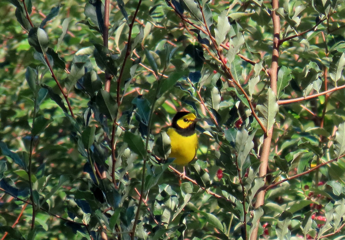 Hooded Warbler - ML623294152