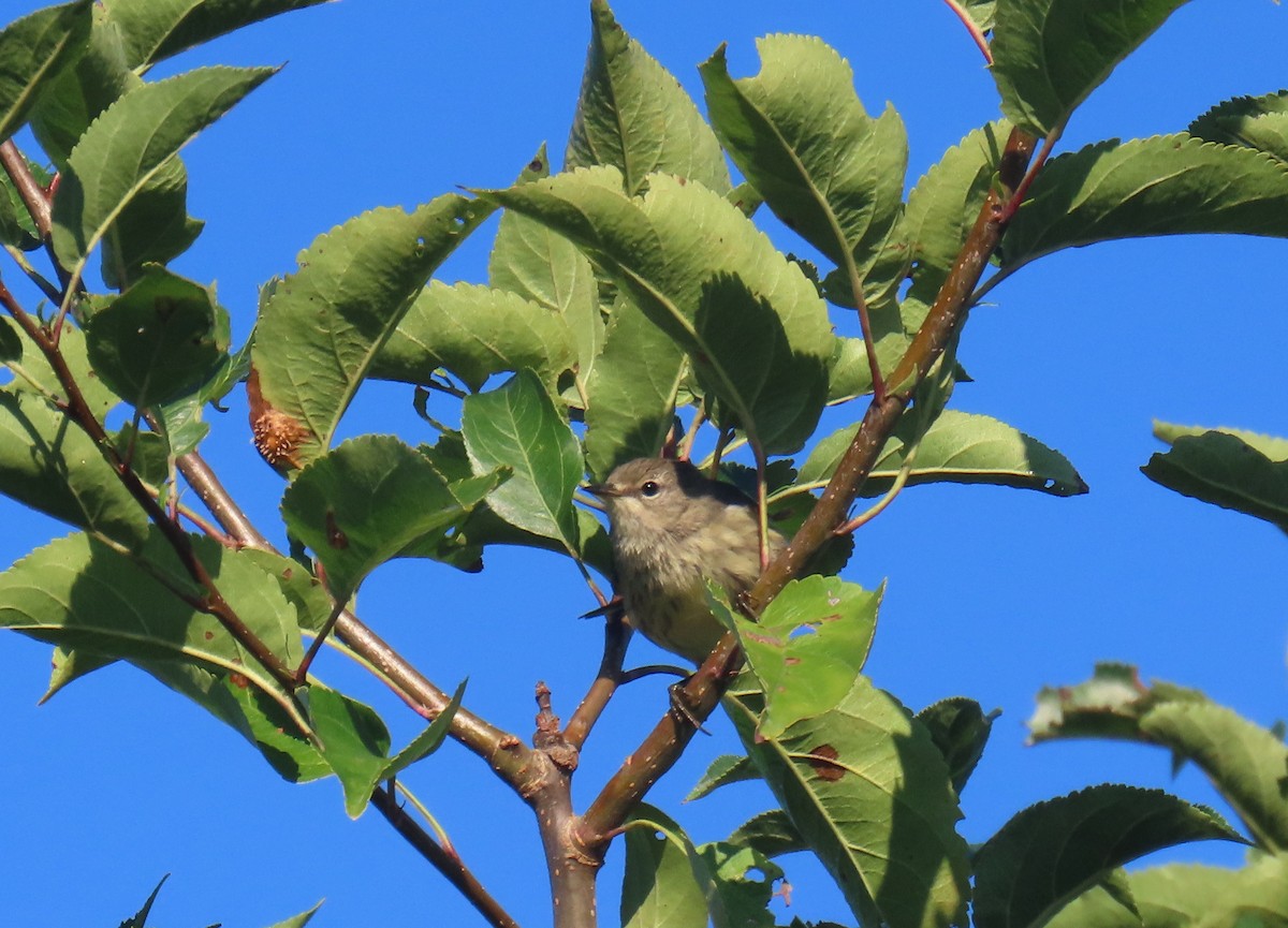 Cape May Warbler - ML623294160