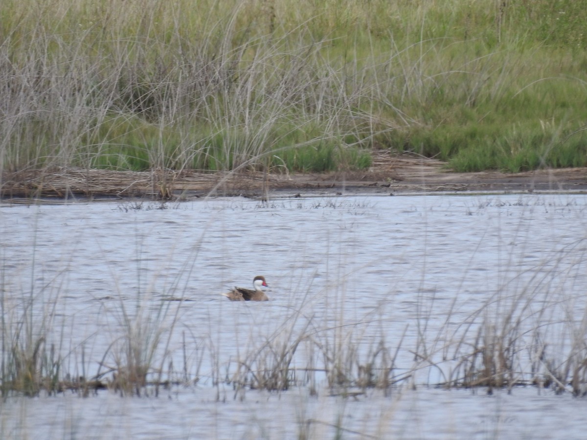 White-cheeked Pintail - Eduardo Kucich