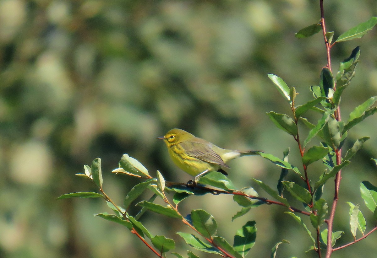 Prairie Warbler - Tom Boyle