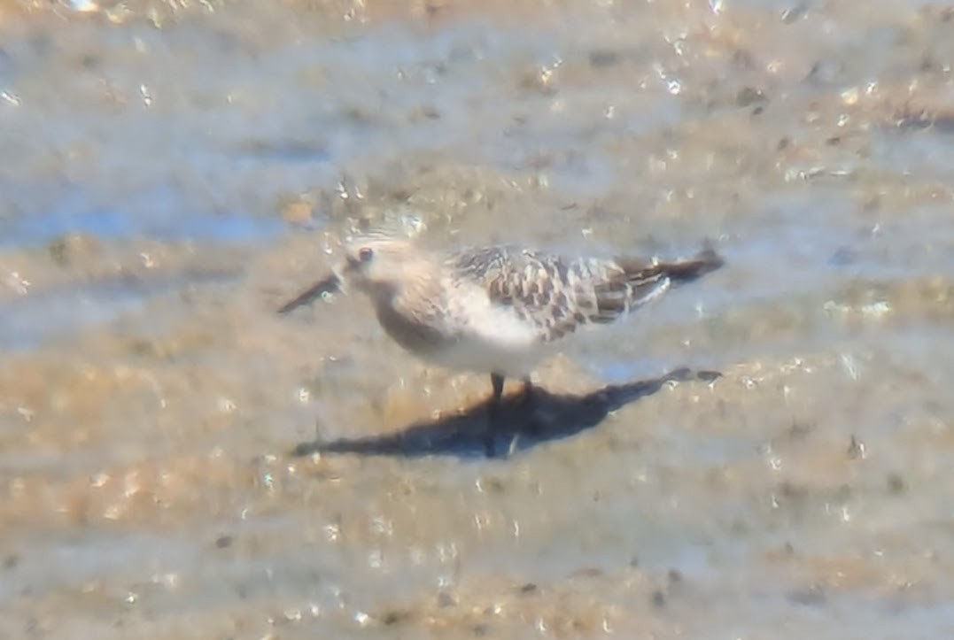 Baird's Sandpiper - ML623294191