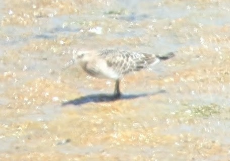 Baird's Sandpiper - ML623294192