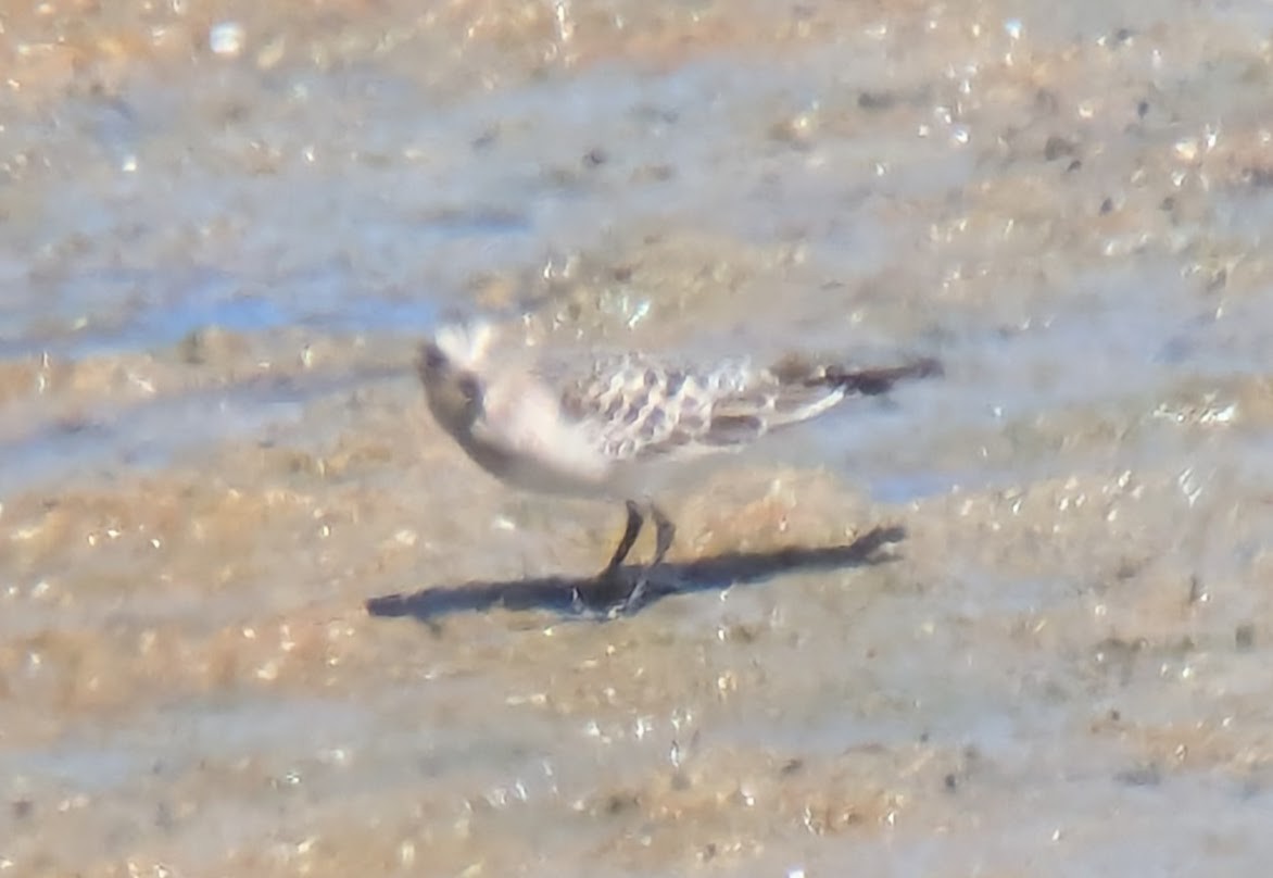 Baird's Sandpiper - ML623294193