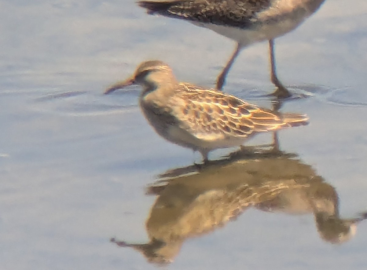 Pectoral Sandpiper - ML623294202